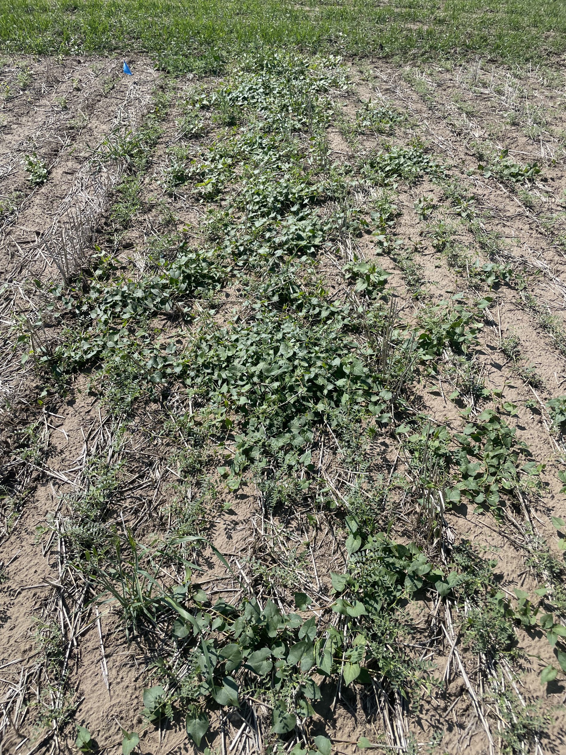 Annual Forages in a Rotation