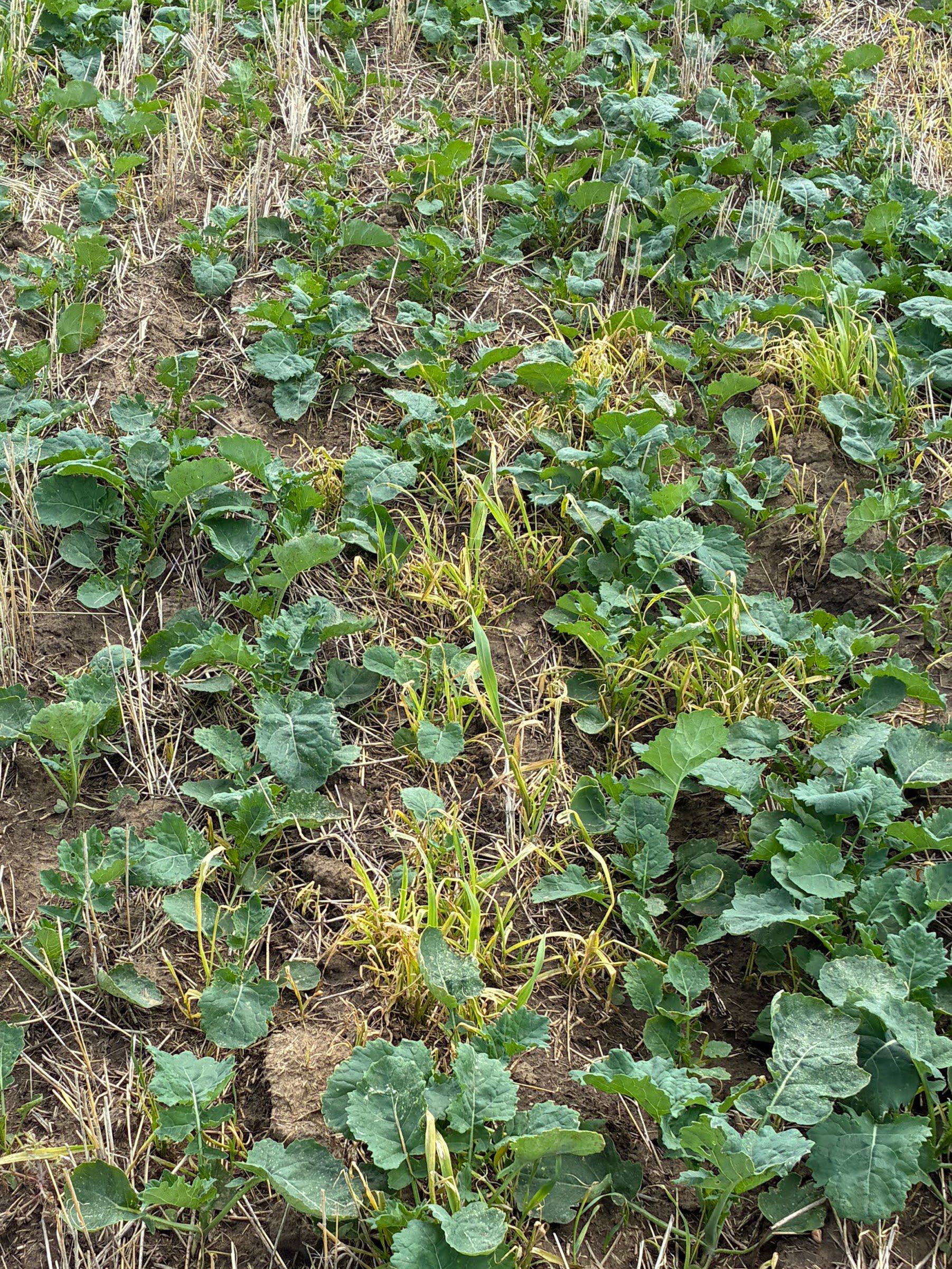 Annual Forages in a Rotation