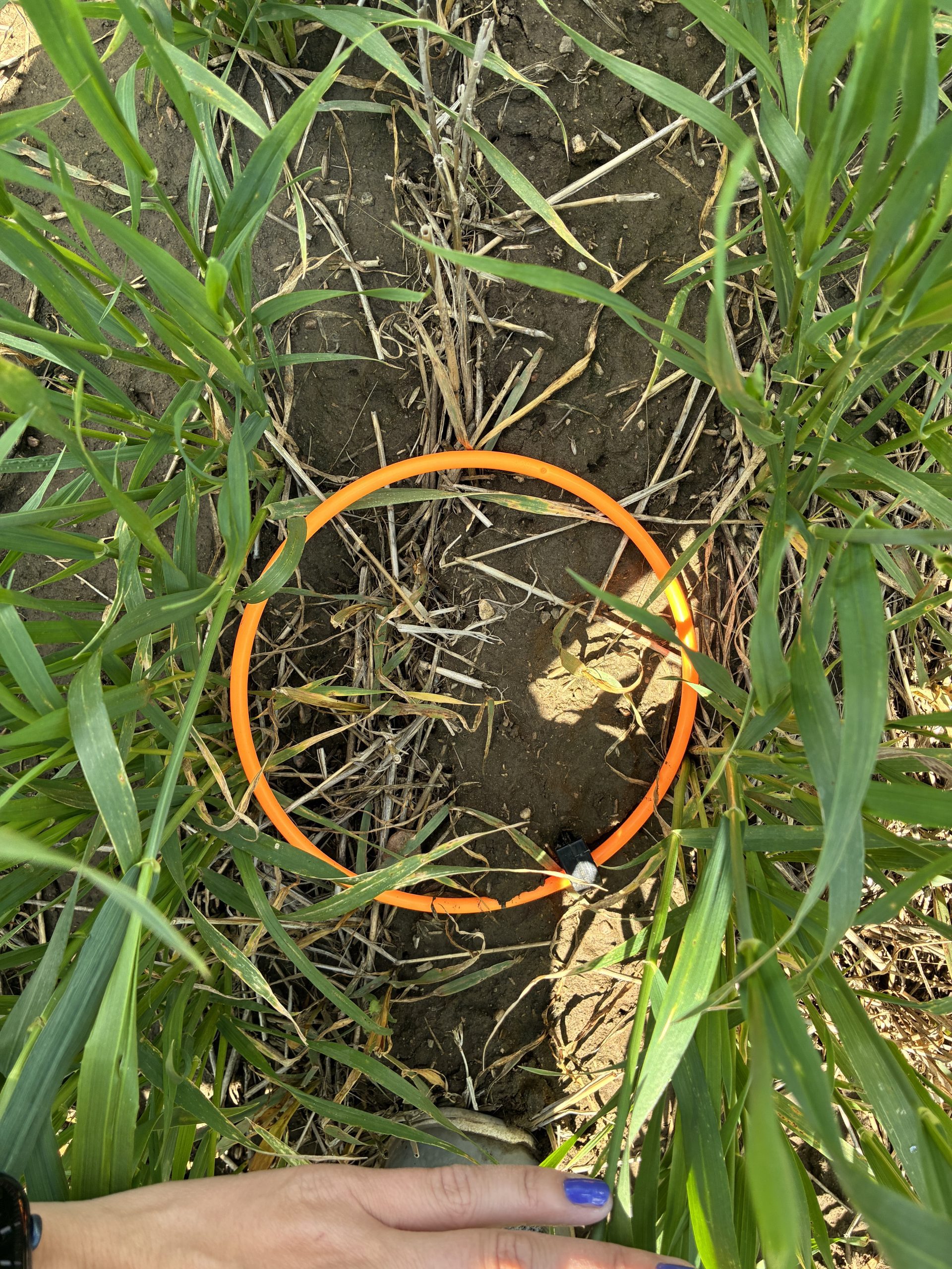 Annual Forages in a Rotation