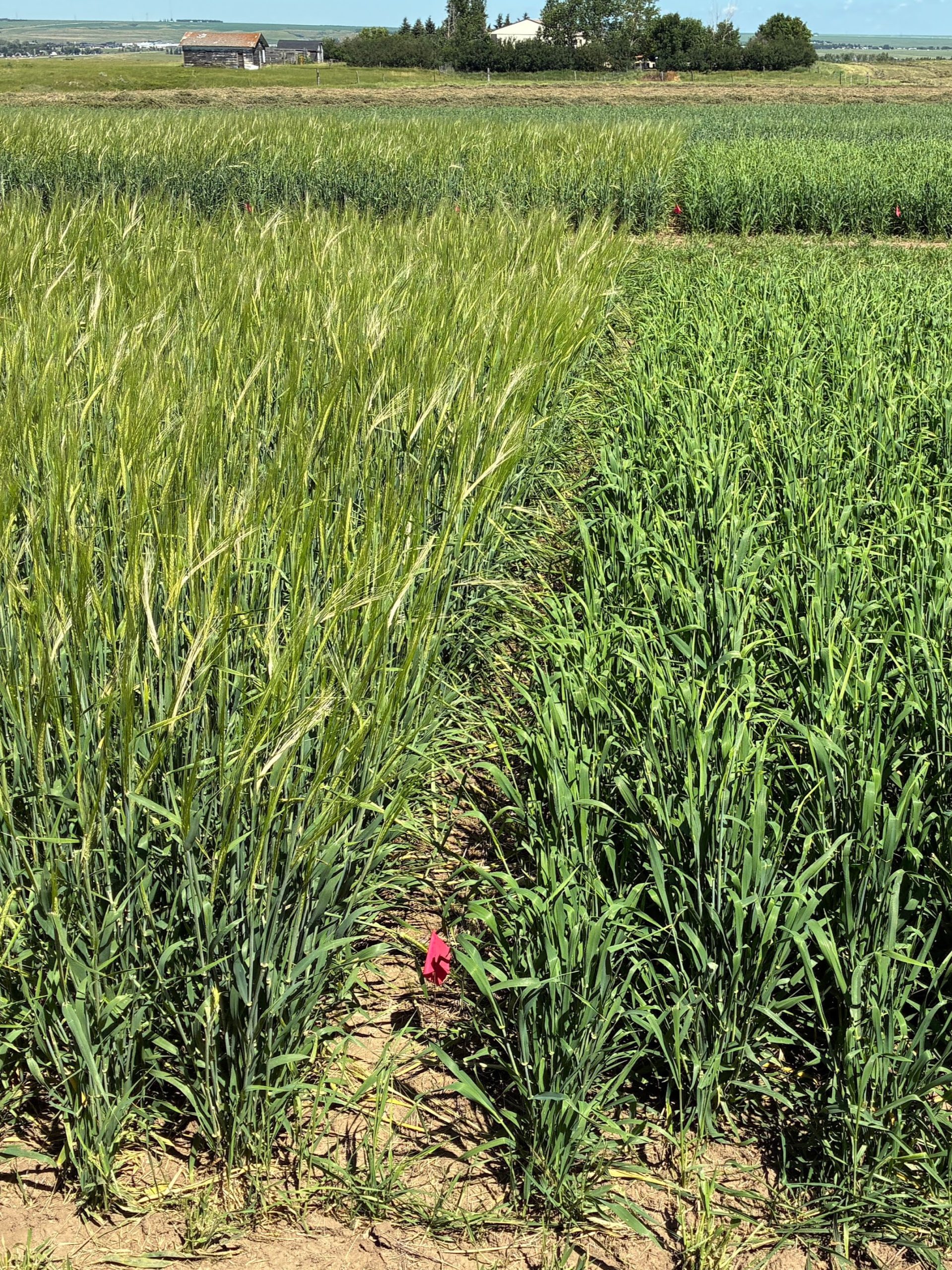 Annual Forages in a Rotation