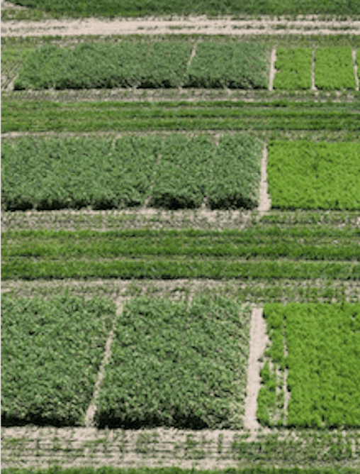 Annual Forages in a Rotation